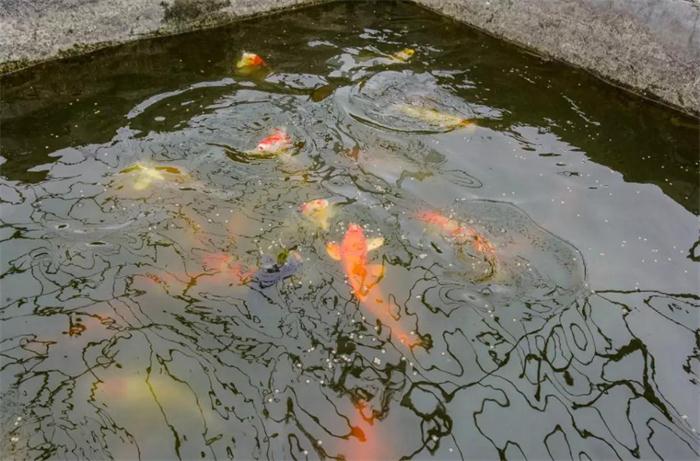 鵬鴻制膠循環(huán)水養(yǎng)魚(yú)池